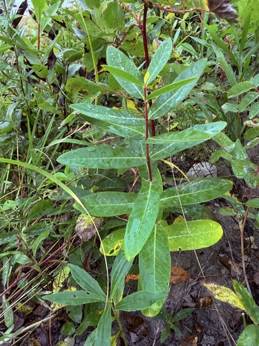 hemp dogbane