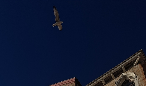 Yellow-legged Gull