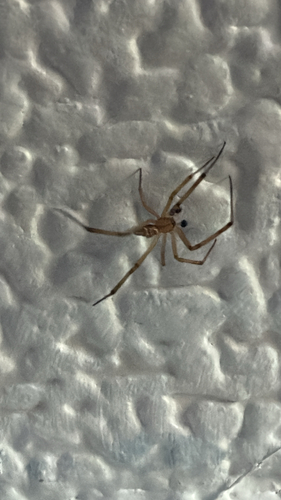 Western Black Widow
