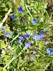 Veronica chamaedrys