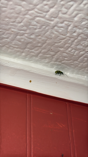 Spotted Cucumber Beetle