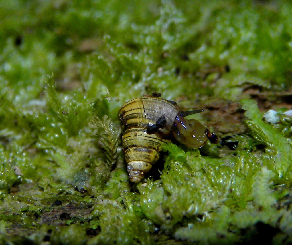 Craspedopoma trochoideum