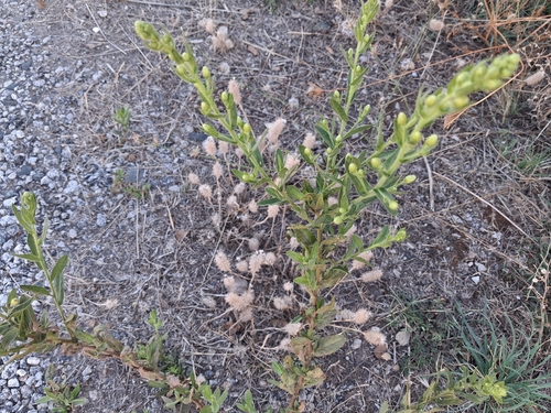 Dittrichia viscosa viscosa