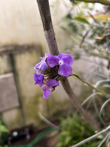 Tillandsia streptocarpa