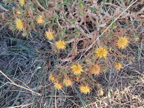 Carlina hispanica