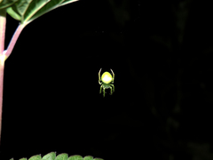 Araneus uniformis