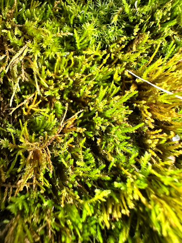 Pseudoleskeella nervosa observed 2026-09-12