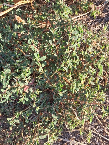 Spotted spurge