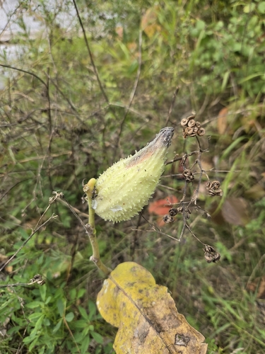 common milkweed