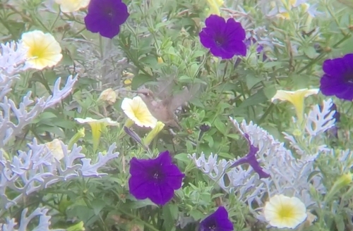 Ruby-throated Hummingbird