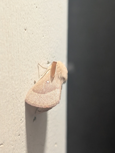 Grass Eggar