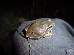 Hyla molleri