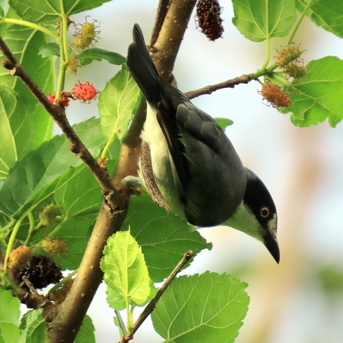Hooded Tanager