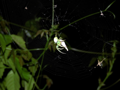 Araneus uniformis