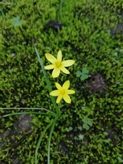 Pauridia trifurcillata