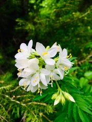 Polemonium foliosissimum