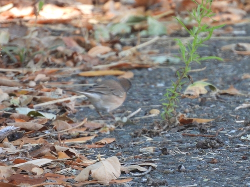 Dark-eyed Junco seen in Sonoma Valley