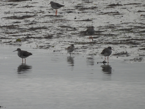 Curlew Sandpiper