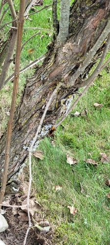 European Hornet