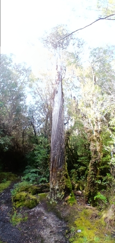Fitzroya cupressoides, 2026-09-12