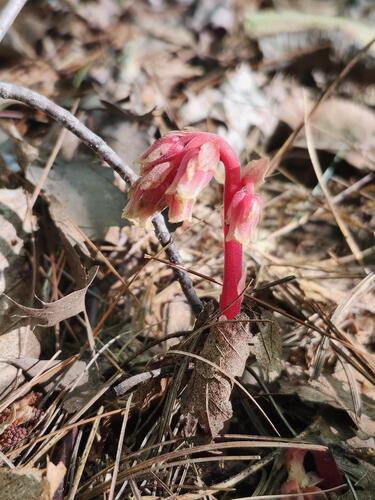 Hairy Pinesap