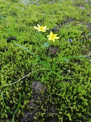 Pauridia trifurcillata