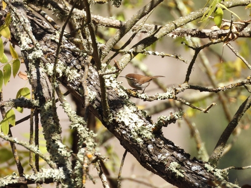 Bewick's Wren seen in Sonoma Valley