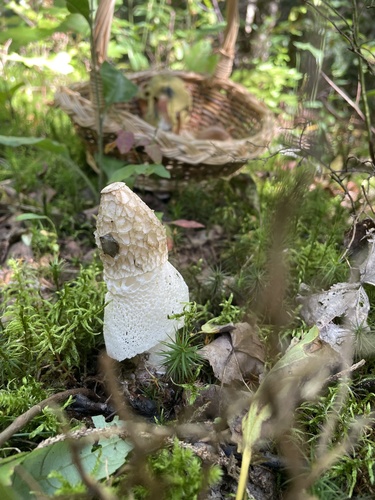 Skirted Stinkhorn