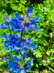Penstemon cyananthus