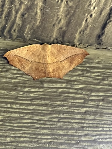 Large Maple Spanworm Moth