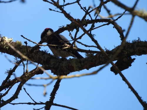 Downy Woodpecker seen in Sonoma Valley