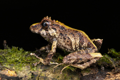 Pristimantis muricatus