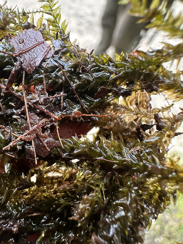 Rhynchostegium riparioides observed 2026-09-12
