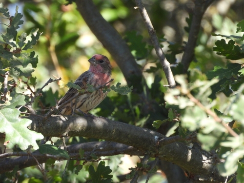 House Finch seen in Sonoma Valley