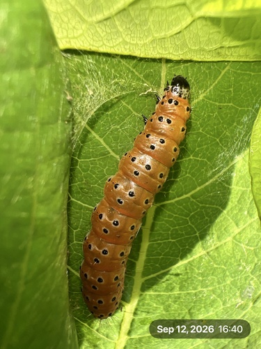 Dogbane Saucrobotys Moth photo 5