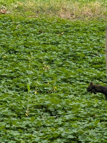 Eurasian Red Squirrel