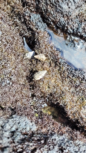 Cerithium adustum observed 2026-09-12