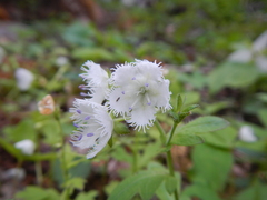 Phacelia fimbriata