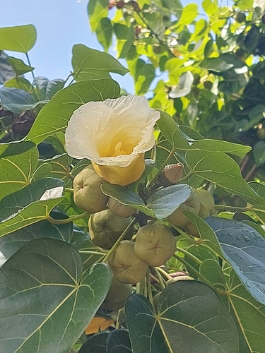 Indian tulip tree