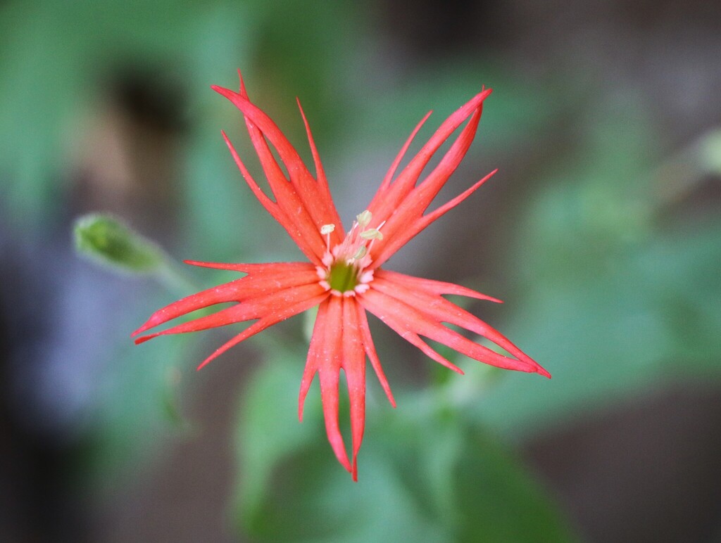 Silene laciniata; photograph (c) Zihao Wang, some rights reserved (CC BY)