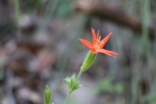 Silene laciniata, photograph 4