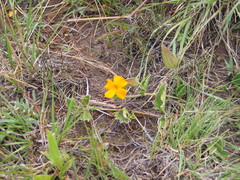 Thunbergia paulitschkeana