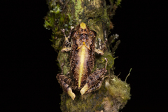 Pristimantis muricatus