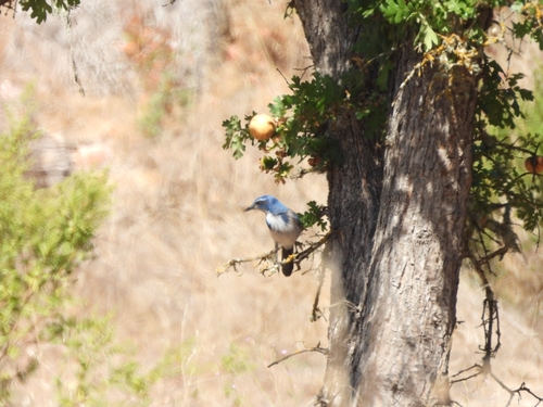 California Scrub-Jay seen in Sonoma Valley