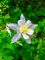 Aquilegia coerulea