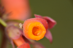 Eccremocarpus scaber, photograph author not stated, no rights reserved