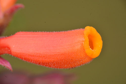 Eccremocarpus scaber, photograph 4