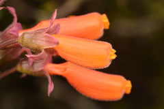 Eccremocarpus scaber, photograph author not stated, no rights reserved