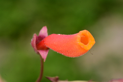 Eccremocarpus scaber, photograph author not stated, no rights reserved