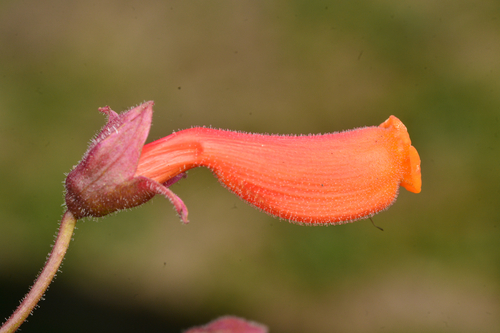 Eccremocarpus scaber, photograph 2